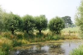 De Kilsdonkse Molen staat in een bijzondere omgeving.