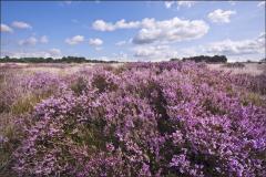 De Landschapsverteller GEHEIMEN van Schaaks Heide... & Ruige Stuifduinen