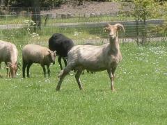 Aan de straatzijde van de Menmoerhoeve bevindt zich onze kinderboerderij. Hier loopt verschillend kleinvee door elkaar.