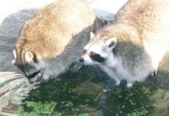 Dier en Tuin De Hinde Kinderboerderij