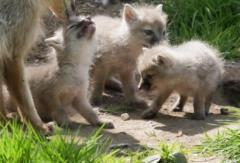 Ga samen met je vriendjes en vriendinnetjes op pad en doe de ZieZoo Speurtocht of de ZieZoo Wilde Dieren in combinatie met een culinair keuzepakket.