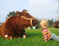 Doe Boerderij de Steenuil Koe kroelen