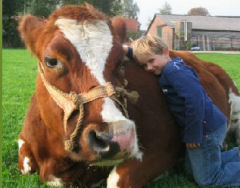 Doe Boerderij de Steenuil Koe kroelen