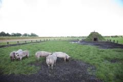 Den Elshorst heeft onlangs n samenwerking met collega-boerenbedrijven de boerderijweek opgezet. Met de vraag \'Waar komt ons voedsel vandaan? 