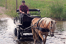 Diverse groepsactiviteiten mogelijk oa wandeltochten met boswachter,rit met paard en wagen,mountainbike tochten en schilderworkshops.