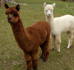 Maak een ontspannen wandeling met onze vriendelijke alpaca’s door het prachtige Brabantse landschap.