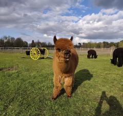 Heierhof Beleefboerderij Alpaca Wandelingen