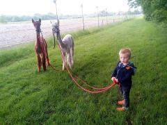 Bij Heierhof is het mogelijk om onder begeleiding, met alpaca’s te gaan wandelen. Je wordt bij ons ontvangen bij de alpa­ca’s.