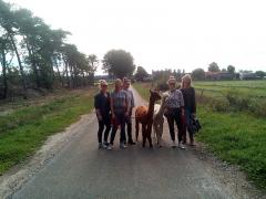 Heierhof Alpaca wandeling in de Brabantse Kempen