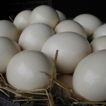 Verse eieren, heerlijk als bijzondere struisvogeleiersalade of voor een grote omelet.