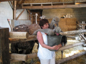 Bij Struisvogelboerderij Heierhof komt u van alles te weten over deze merkwaardige en aardige beesten.