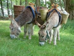 Heierhof Ezelwandeling in de Brabantse Kempen