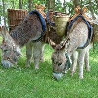 Heierhof Kinderfeestje op de Ezelboerderij