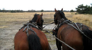 Iedereen kan (leren) rijden met een koets. De koetsier heeft wel een verantwoordelijke taak.