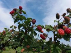 In de 7e Hemel Pluk en Theetuin Limburg