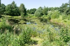 IVN Etten-Leur e.o. Natuurgebied Koninginnebos