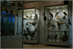 IVN Etten-Leur e.o. Natuurmuseum