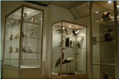 IVN Etten-Leur e.o. Natuurmuseum