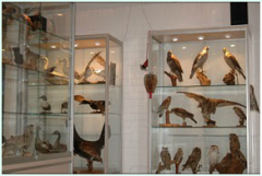 IVN Etten-Leur e.o. Natuurmuseum