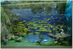 IVN Etten-Leur e.o. Natuurmuseum