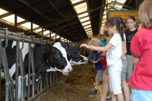 Kaasboerderij De Ruurhoeve Oog in oog met de koeien