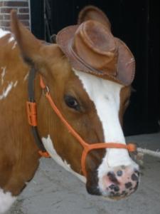 Kampeerboerderij De Tienmorgen Kinderfeestjes