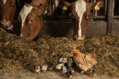 Kampeerboerderij De Tienmorgen Kamperen bij de boer