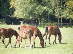 Kasteel Heeze Natuurwandelingen