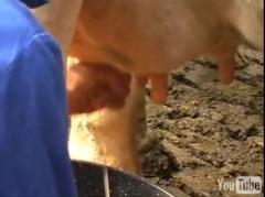 Klasseboeren Educatiebezoek op een boerderij