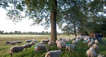 Landgoed De Hoevens Op pad met de herder