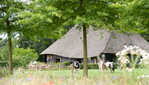 Landgoed De Hoevens Vakantiehuizen