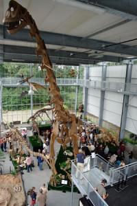 Kom en verbaas je over de omvang van het skelet van de 23 lange en 12 meter hoge Brachiosaurus.