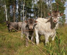 Natuurboerderij Den Hollander