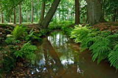 Natuurgebied Beekdal van de Beerze Beekdal van de Beerze