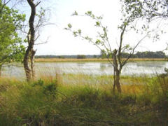 De Kampina is een gevarieerd natuurgebied met een uitgestrekt heide, naaldbosgebieden en vele vennen.