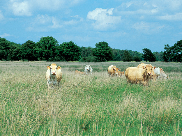 Natuurgebied De Kampina Kampina