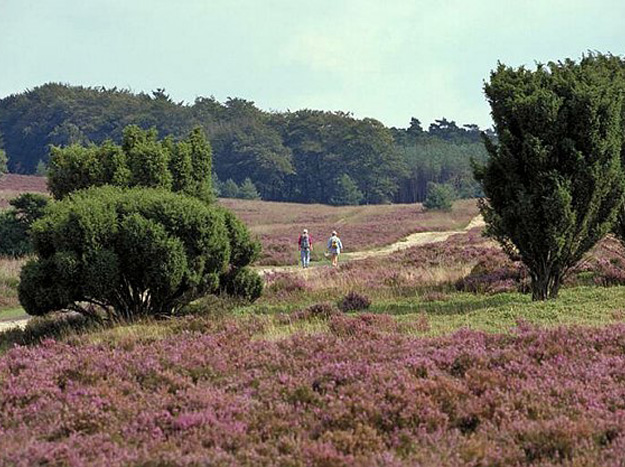 Natuurgebied De Kampina Kampina