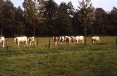 Natuurgebied De Mortelen De Mortelen