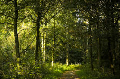 Natuurgebied De Mortelen