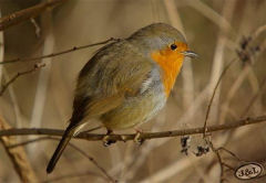 Natuurgebied Heerenbeek Landgoed Heerenbeek