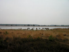 Natuurgebied Kuikeindse heide Kuikeindse Heide