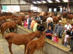 Orchid's Paardenmelkerij Groepsbezoek