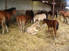 Orchid's Paardenmelkerij Individueel bezoek