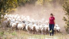 Peelkudde Schaapsdrift Lammetjesdagen Peelkudde Schaapsdrift 2024