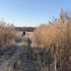 Wandeltochten door de Peel rondom Griendtsveen en Helenaveen. Peelwandelingen
voor groepen, koppels en speciaal voor de vrouw alleen.