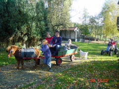 De kinderen kunnen op onze Boerderij lekker ravotten, de kalfjes mee verzorgen.enz.