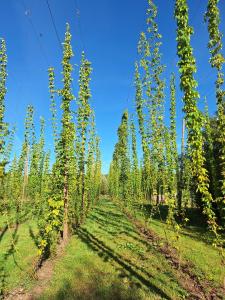 Schaapskooi Schijndel Excursie Hop en bierproeverij