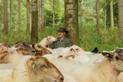 Schaapskooi Schijndel Schapenspel 