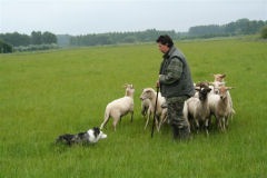 Schaapskooi Schijndel Demonstraties schapen drijven