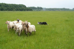 Schaapskooi Schijndel Demonstraties schapen drijven